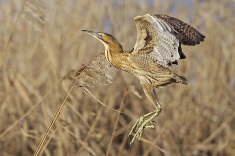 Eurasian Bittern (Botaurus stellaris) flying, Zurich, Switzerland