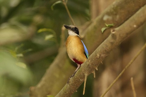 Mangrove Pitta (Pitta megarhyncha) male, Singapore