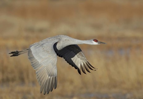 Sandhill Crane (Antigone canadensis) flying, New Mexico, USA
