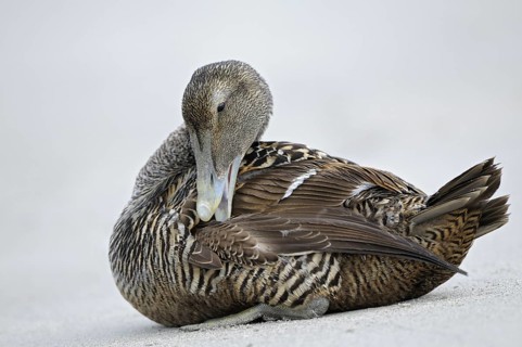 Eiderente (Somateria mollissima), Eider, Weibchen sitzt am Strand und putzt sich, Juni, Duene der
