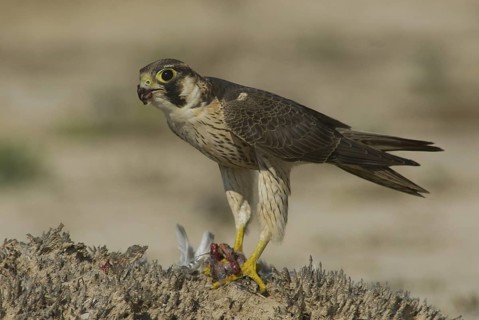 Barbary Falcon (Falco pelegrinoides), Oman