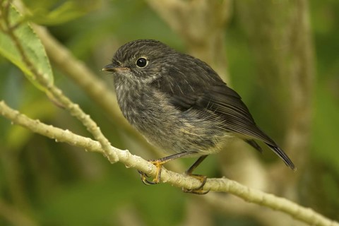 New Zealand Robin (Petroica australis) juvenile, New Zealand