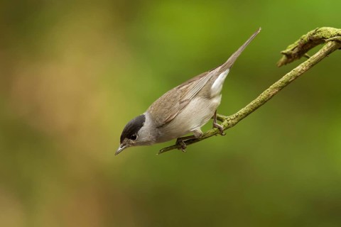Eurasian Blackcap (Sylvia atricapilla) male, Utrecht, Netherlands