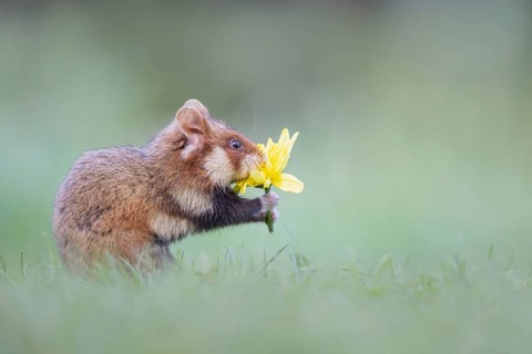 Common Hamster (Cricetus cricetus) foraging on meadow holding blossom of Dandelion (Taraxacum