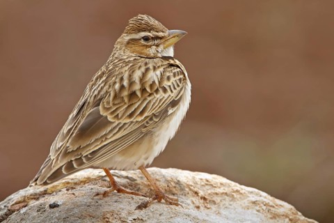 Bimaculated Lark (Melanocorypha bimaculata), Nigde, Turkey