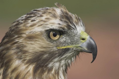 Red-tailed Hawk (Buteo jamaicensis), Alberta, Canada