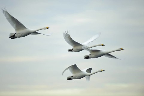 Whooper Swan (Cygnus cygnus) flying, Lower Saxony, Germany