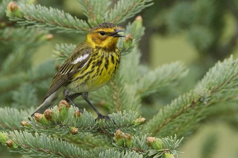 Cape May Warbler (Setophaga tigrina) singing, Manitoba, Canada