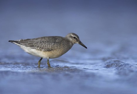 Red Knot (Calidris canutus), Mecklenburg-Western Pomerania, Germany