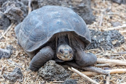Giant tortoise (Chelonoidis nigra), Santa Cruz, Galapagos, Ecuador