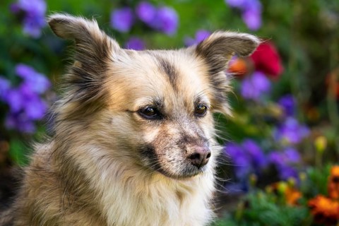 Light brown mixed-breed dog, medium-length coat, portrait, in the garden. Older dog, white muzzle.