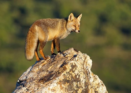 Red fox (Vulpes vulpes) in early morning light on a rock, Sierra de San Pedro, Extremadura, Spain