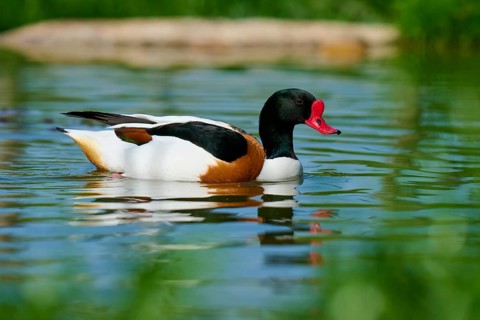 Swimming duck with red beak in clear water, shelduck (Tadorna tadorna), spring, France