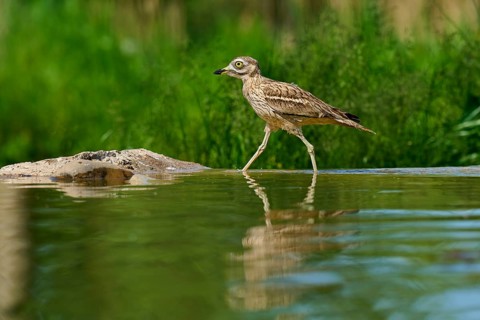 A bird in a calm environment, reflected on a water surface surrounded by green foliage, Stone
