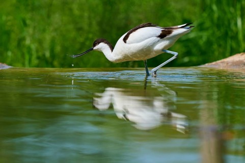 Avocet with curved bill over the water, beginning to drink with drops visible, Avocet