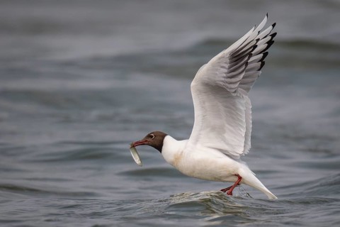 Black-headed gull (Chroicocephalus ridibundus) in summer plumage, with a small fish in its beak,