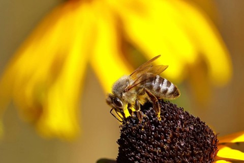 European honey bee (Apis mellifera), collecting nectar from a yellow coneflower (Echinacea