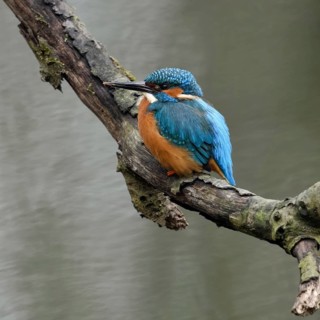 Breeding preparations... Kingfisher (Alcedo atthis) with remains of soil on its beak from digging