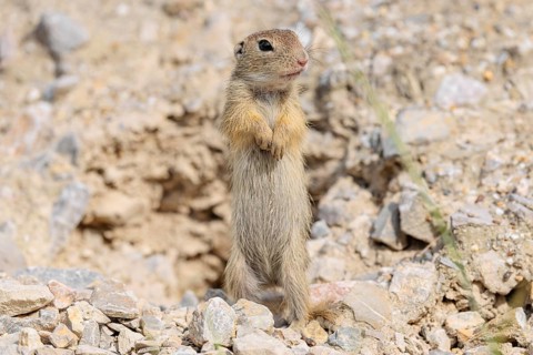 A young European ground squirrel (Spermophilus citellus) or European souslik stands upright on a