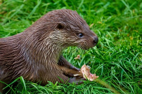 European otter (Lutra lutra), concentrated with piece of fish in the grass, Germany