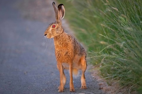A hare sits on a dirt track at sunrise in the north-west of Frankfurt am Main, Frankfurt am Main,