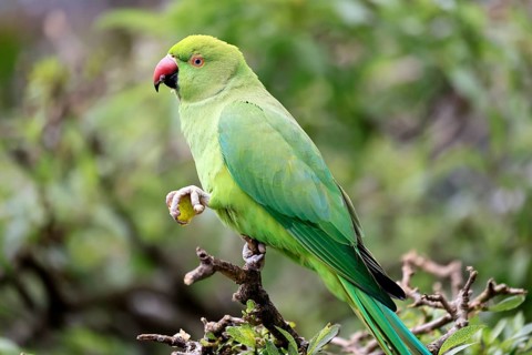 Collared Conure (Psittacula krameri), Alexander's Conure, adult, male, on tree, feeding, with food,
