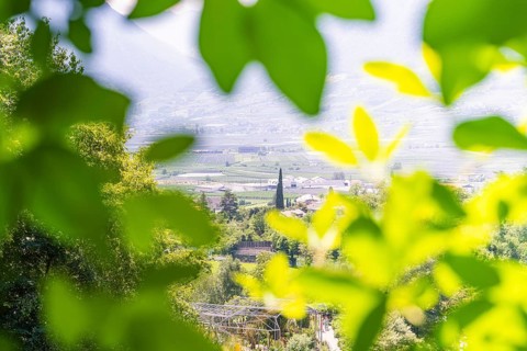 A view through green leaves of a valley in a sunny landscape, Botanical Garden, The Gardens of