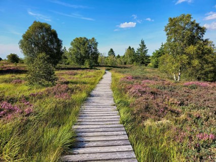 Wooden path leading through heather and green meadows under a clear blue sky, summer, High Fens,