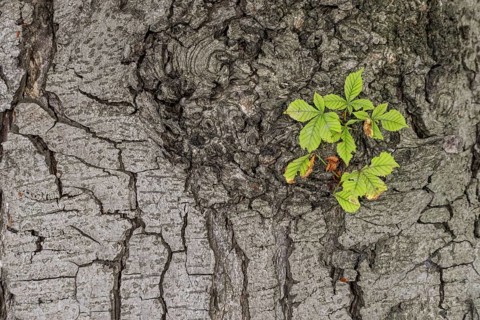 Horse chestnut (Aesculus hippocastanum), trunk with leaf sprout, Berlin, Germany
