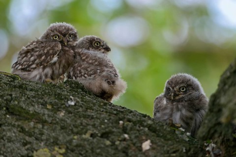 High up in an old tree... Little owl (Athene noctua), young little owls, owls, owlets, not fledged