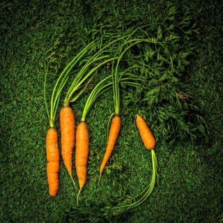Vibrant orange carrots with lush green tops lie against a bright green backdrop, highlighting their
