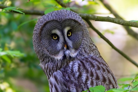 Large owl with striking yellow eyes in a green forest environment, Barred Owl (Strix nebulosa),