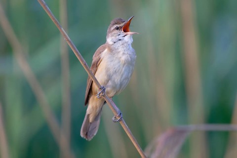 Great Reed Warbler (Acrocephalus arundinaceus) male singing, Saxony, Germany