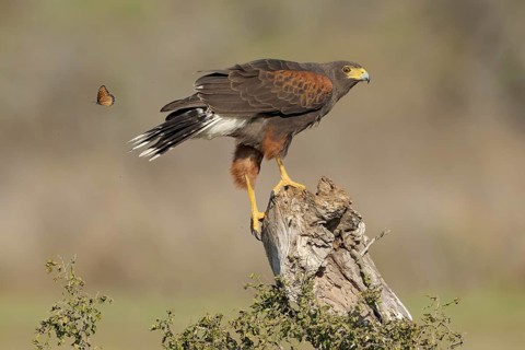 Harris's Hawk (Parabuteo unicinctus) perched on a stump, Texas, USA