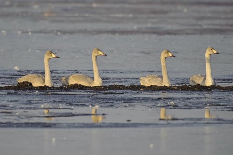 Whooper Swan (Cygnus cygnus), Lower Saxony, Germany