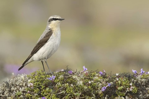 Northern Wheatear (Oenanthe oenanthe) male, Alaska, USA
