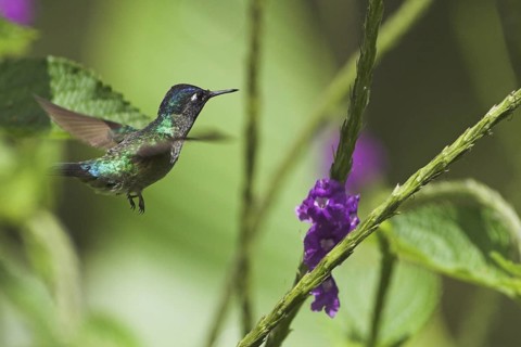 Violet-headed Hummingbird (Klais guimeti), Costa Rica