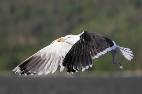Mantelmöwe; lat. Larus marinus; im Flug von der Seite bei Sonnenschein über Gewässer