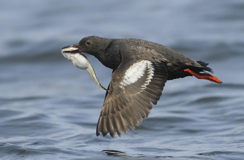 Pigeon Guillemot (Cepphus columba), British Columbia, Canada