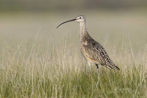 Long-billed Curlew (Numenius americanus), Alberta, Canada