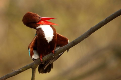 White-throated Kingfisher (Halcyon smyrnensis), Rajasthan, India