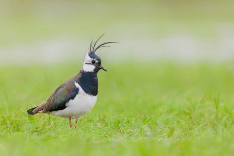 Kiebitz, Vanellus vanellus Northern Lapwing, Vanellus vanellus