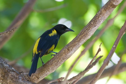 Hispaniolan Oriole (Icterus dominicensis), Dominica