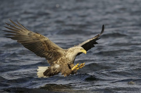 White-tailed Eagle (Haliaeetus albicilla) flying, Nord-Trondelag, Norway