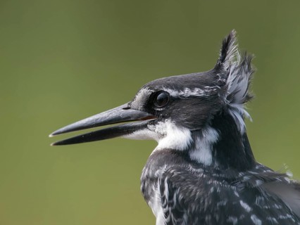 Pied Kingfisher (Ceryle rudis), South Africa