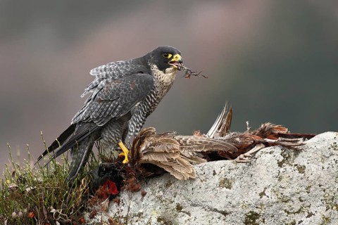 Bird of prey Peregrine Falcon (Falco peregrinus) with kill Common Pheasant on stone