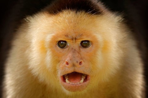 Close-up detail of monkey face. White-headed Capuchin, black monkey sitting on tree branch in the