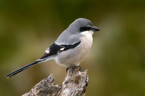 Iberian grey shrike, Lanius meridionalis, in the nature habitat, Sierra de Andújar, Andalusia,