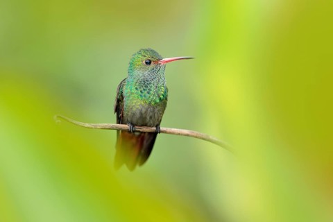 Bird with red bill, America. Rufous-tailed Hummingbird, Amazilia tzacat, with clear green