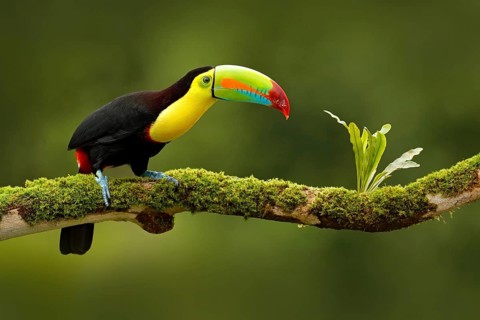 Keel-billed Toucan, Ramphastos sulfuratus, bird with big bill. Toucan sitting on the branch in the